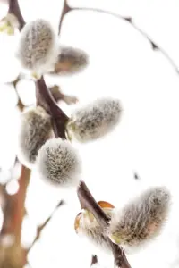 Salix caprea - 40-60 CM C2 - image 4