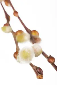 Salix caprea - STDS 6-8 CM CONT - image 3