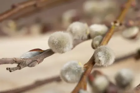Salix caprea - MULTISTEM 150-175 CM RB - image 5