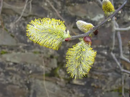 Salix caprea - 60-80 CM C10 - image 5
