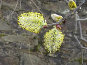 Salix caprea - 60-80 CM C10 - image 5