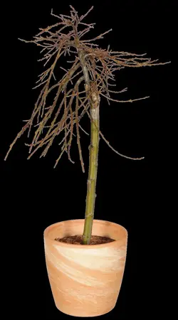 Salix caprea - 40-60 CM C2 - image 2
