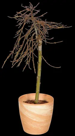 Salix caprea - STDS 6-8 CM CONT - image 2