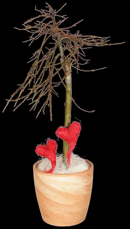 Salix caprea - STDS 6-8 CM CONT - image 1