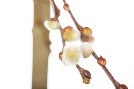 Salix caprea 'Curly Locks' - 120 CM STEM C7.5 1 YR - image 2