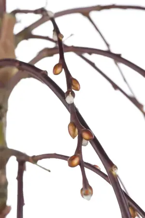 Salix caprea 'Kilmarnock' - 180 CM STEM C10 - image 3