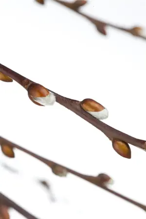 Salix caprea 'Kilmarnock' - 180 CM STEM C10 - image 4