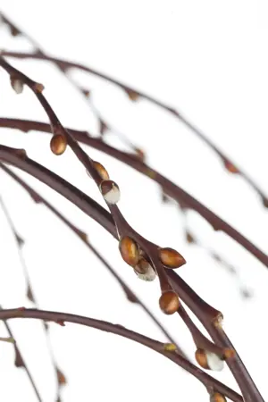 Salix caprea 'Kilmarnock' - STEM 180 CM, GIRTH 6-8 CM C15 - image 2