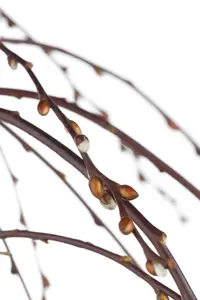 Salix caprea 'Kilmarnock' - STEM 180 CM, GIRTH 6-8 CM C15 - image 2