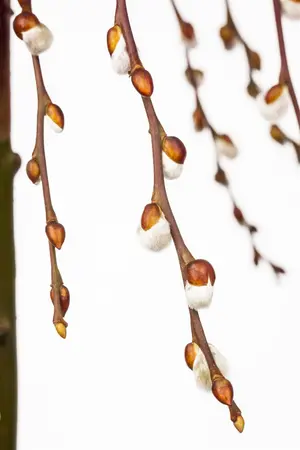 Salix caprea 'Kilmarnock' - 120 CM STEM C10 - image 5