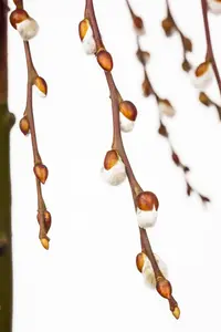 Salix caprea 'Kilmarnock' - 120 CM STEM C10 - image 5