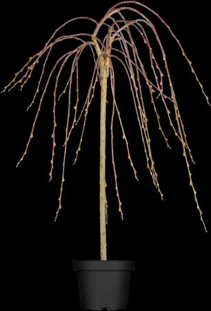 Salix caprea 'Kilmarnock' - STEM 180 CM, GIRTH 6-8 CM C15 - image 1