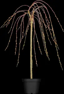 Salix caprea 'Kilmarnock' - 150 CM STEM C7.5 - image 5