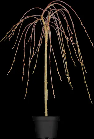 Salix caprea 'Kilmarnock' - 80 CM STEM C5 1 YR - image 1