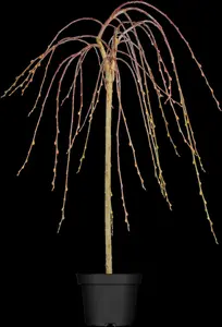 Salix caprea 'Kilmarnock' - 80 CM STEM C5 1 YR - image 1