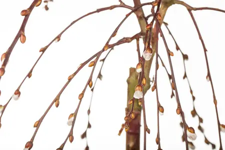 Salix caprea 'Kilmarnock' - 120 CM STEM C10 - image 4