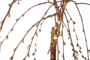 Salix caprea 'Kilmarnock' - 120 CM STEM C10 - image 4