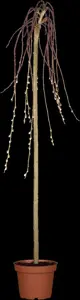 Salix caprea 'Kilmarnock' - 180 CM STEM C10 - image 5