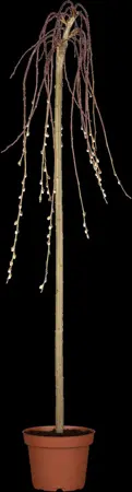 Salix caprea 'Kilmarnock' - STEM 180 CM, GIRTH 6-8 CM C15 - image 5