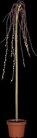 Salix caprea 'Kilmarnock' - 80 CM STEM C5 1 YR - image 5