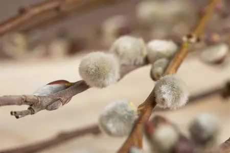 Salix caprea 'Mas' - 100-125 CM C1.5 WHIP