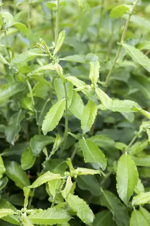 Salix cinerea - 60-80 CM C7.5