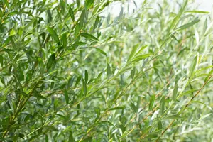 Salix daphnoides