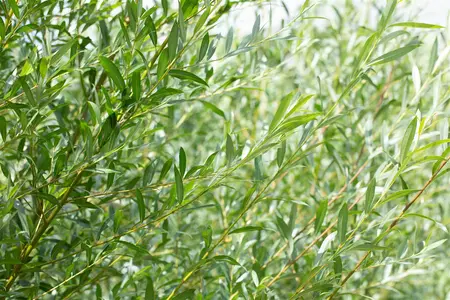 Salix daphnoides - 125-150 CM