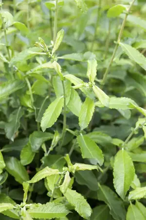Salix elaeagnos 'Angustifolia' - 80-100 CM C7.5