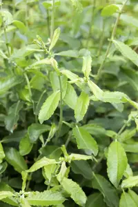 Salix elaeagnos 'Angustifolia' - 80-100 CM C7.5