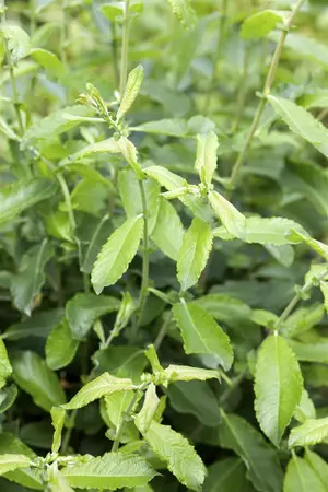 Salix elaeagnos 'Angustifolia' - 30-40 CM C3
