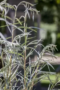 Salix exigua