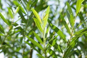 Salix fragilis - STD 14-16 CM CONT