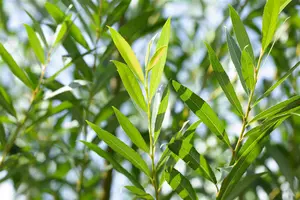 Salix fragilis - 1/0 90-120 CM
