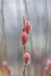 Salix gracil. 'Mount Aso' - 150-175 CM C20 - image 2