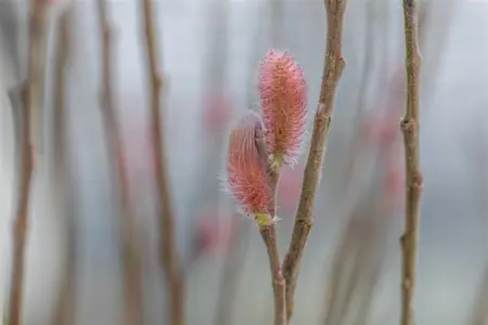 Salix gracil. 'Mount Aso' - 150-175 CM C20 - image 1