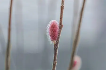 Salix gracil. 'Mount Aso' - 175-200  CM C20 - image 3