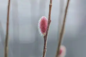 Salix gracil. 'Mount Aso' - 175-200  CM C20 - image 3