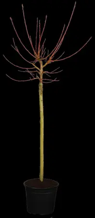 Salix gracil. 'Melanostachys' - P12