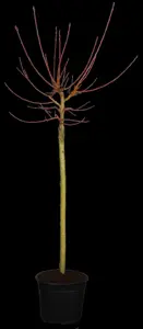 Salix gracil. 'Melanostachys' - P12