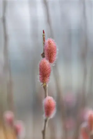 Salix gracilistyla 'Mount Aso' - 175-200 CM C10 WHIP - image 4