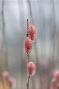 Salix gracilistyla 'Mount Aso' - 175-200 CM C10 WHIP - image 4