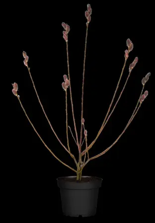 Salix gracilistyla 'Mount Aso' - 60 CM STEM C3 - image 1