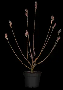 Salix gracilistyla 'Mount Aso' - 60 CM STEM C3 - image 5