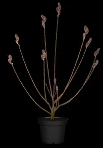 Salix gracilistyla 'Mount Aso'