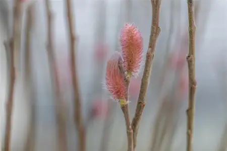 Salix gracilistyla 'Mount Aso' - 60 CM STEM C3 - image 3