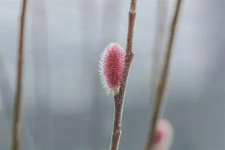 Salix gracilistyla 'Mount Aso' - 60 CM STEM C3 - image 5