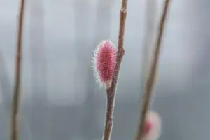Salix gracilistyla 'Mount Aso' - 60 CM STEM C3 - image 5