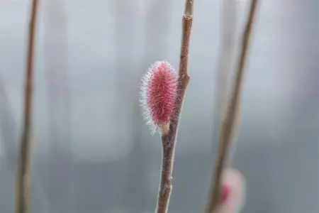 Salix gracilistyla 'Mount Aso' - 20-25 CM P9 - image 5