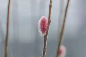 Salix gracilistyla 'Mount Aso' - 20-25 CM P9 - image 5